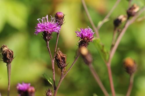 Ironweed