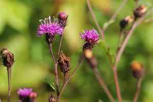 Ironweed(Vernonia noveboracensis)