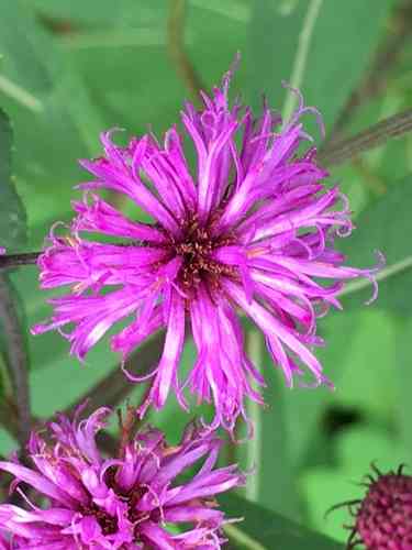 Ironweed(Vernonia noveboracensis)