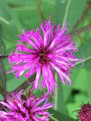 Ironweed(Vernonia noveboracensis)
