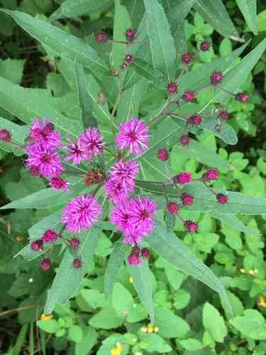 Ironweed(Vernonia noveboracensis)
