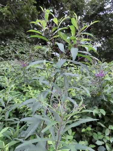 Ironweed(Vernonia noveboracensis)