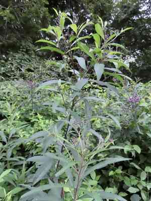 Ironweed(Vernonia noveboracensis)