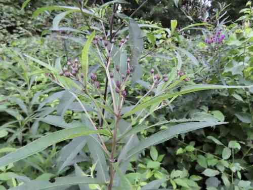 Ironweed(Vernonia noveboracensis)