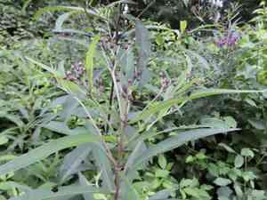 Ironweed(Vernonia noveboracensis)