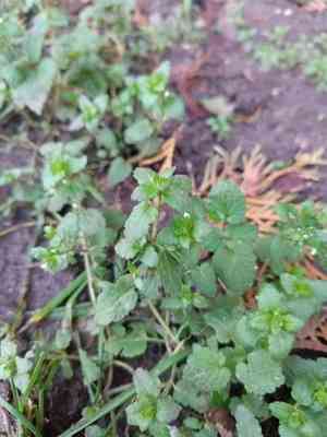 Green field-speedwell(Veronica agrestis)