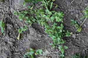 Green field-speedwell(Veronica agrestis)