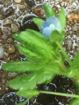 Green field-speedwell(Veronica agrestis)