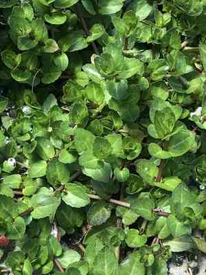 American Speedwell(Veronica americana)