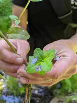 American Speedwell(Veronica americana)