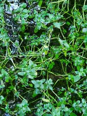 American Speedwell(Veronica americana)