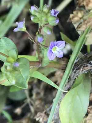 American Speedwell(Veronica americana)