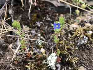Dillenius's speedwell(Veronica dillenii)