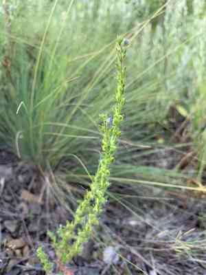 Dillenius's speedwell(Veronica dillenii)
