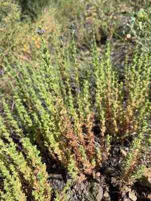Dillenius's speedwell(Veronica dillenii)
