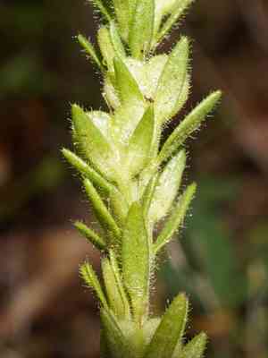 Dillenius's speedwell(Veronica dillenii)