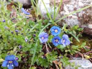 Rock speedwell(Veronica fruticans)