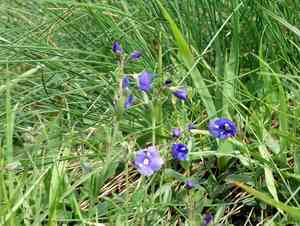 Rock speedwell(Veronica fruticans)