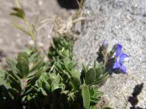 Rock speedwell(Veronica fruticans)