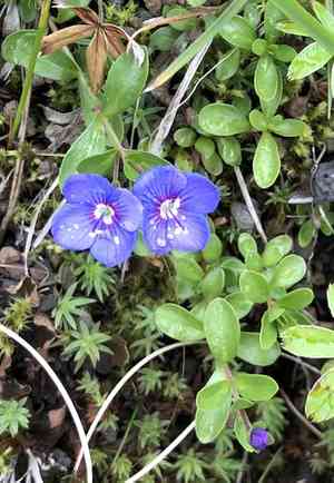 Rock speedwell(Veronica fruticans)