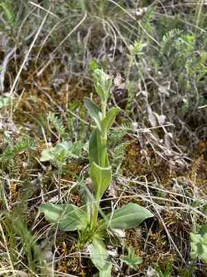 Gentian speedwell(Veronica gentianoides)