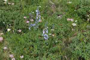 Gentian speedwell(Veronica gentianoides)