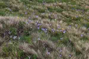 Gentian speedwell(Veronica gentianoides)