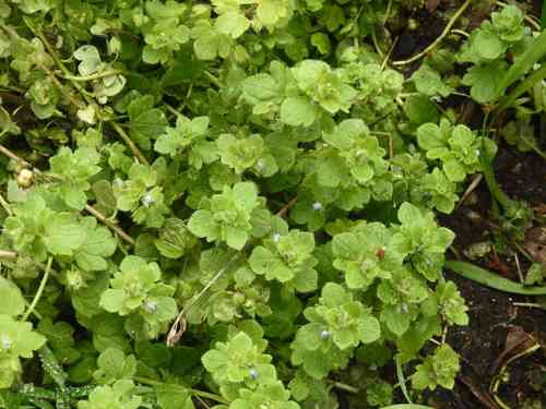 Ivy-leaved speedwell(Veronica hederifolia)