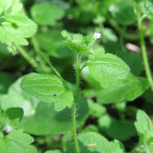 Ivy-leaved speedwell(Veronica hederifolia)