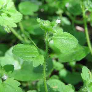 Ivy-leaved speedwell(Veronica hederifolia)