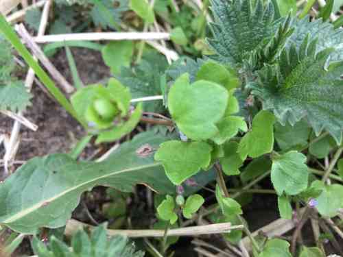 Ivy-leaved speedwell(Veronica hederifolia)