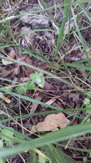 Ivy-leaved speedwell(Veronica hederifolia)