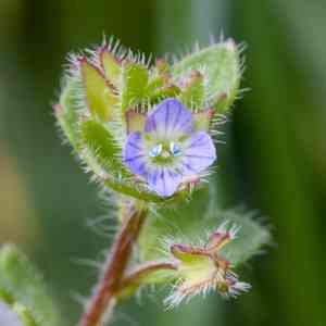 Ivy-leaved speedwell(Veronica hederifolia)