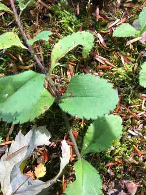 Common Speedwell(Veronica officinalis)