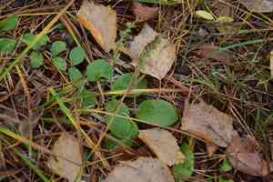 Common Speedwell(Veronica officinalis)