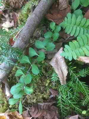 Common Speedwell(Veronica officinalis)