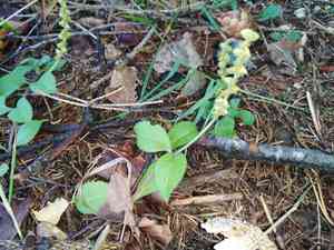 Common Speedwell(Veronica officinalis)