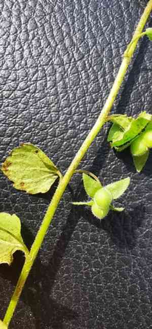Dark speedwell(Veronica opaca)