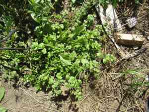 Dark speedwell(Veronica opaca)