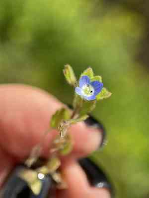 Dark speedwell(Veronica opaca)