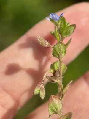 Dark speedwell(Veronica opaca)