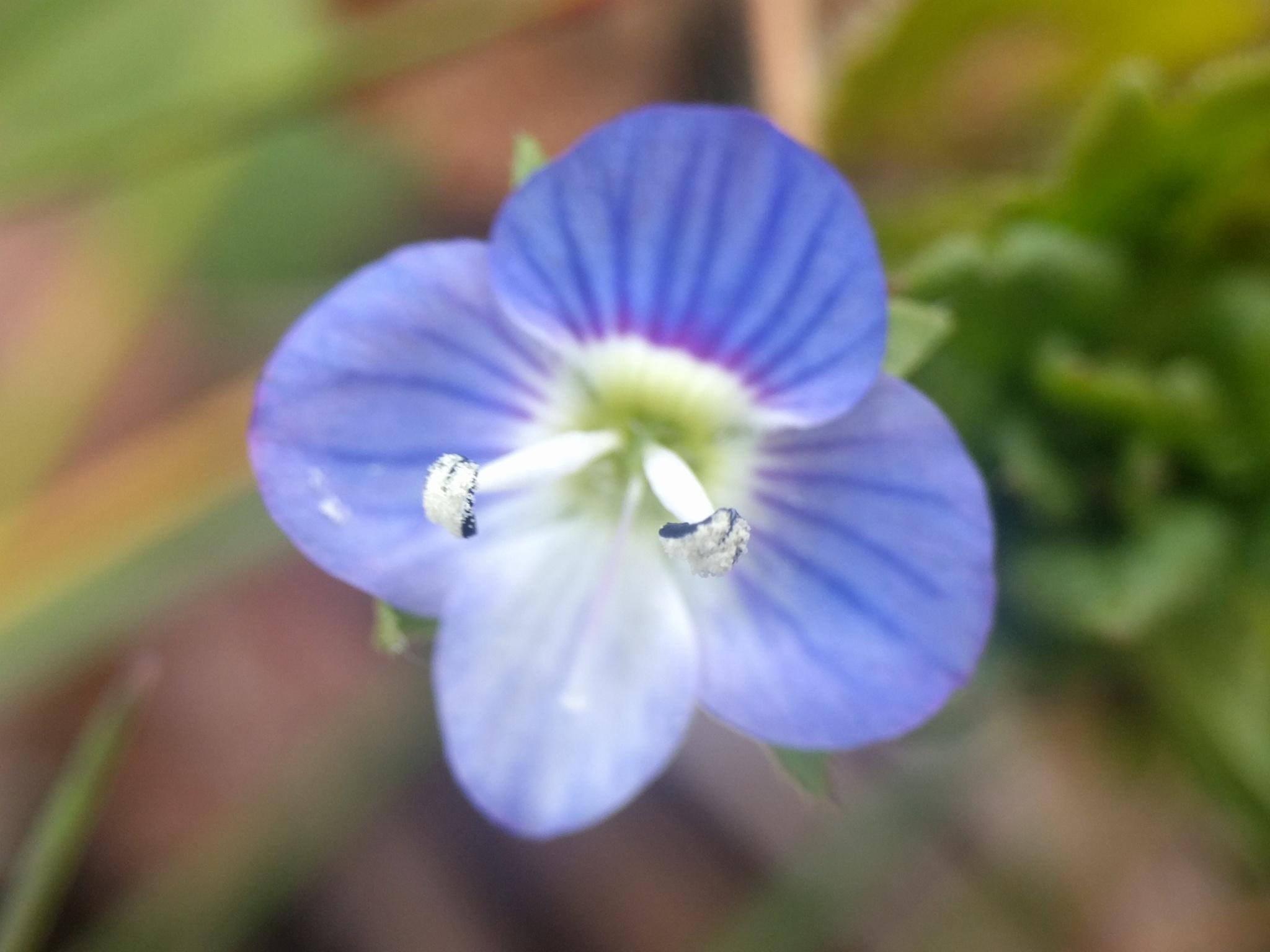Birdeye speedwell