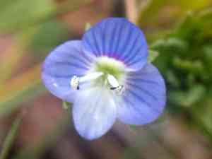 Birdeye speedwell(Veronica persica)