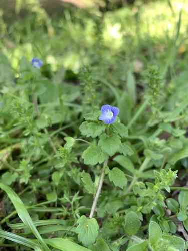 Birdeye speedwell(Veronica persica)