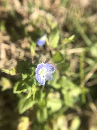 Birdeye speedwell(Veronica persica)