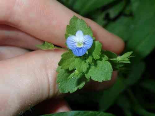 Birdeye speedwell(Veronica persica)