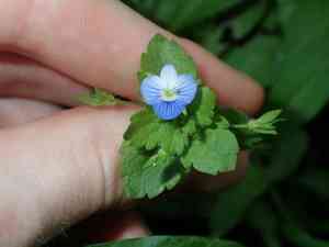 Birdeye speedwell(Veronica persica)