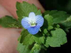 Birdeye speedwell(Veronica persica)