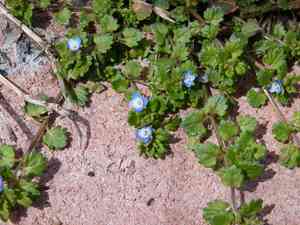 Gray field speedwell(Veronica polita)