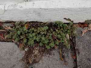 Gray field speedwell(Veronica polita)